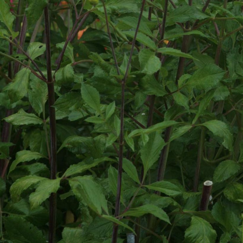 Dahlia Victoria Ann (Foliage)