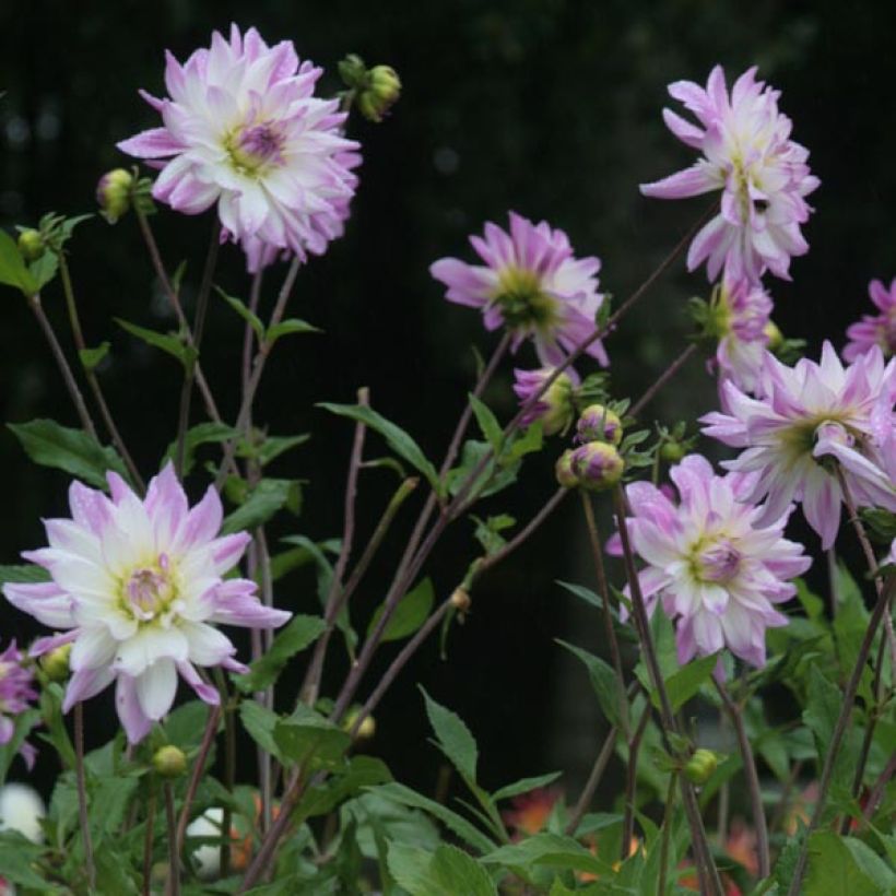 Dahlia Victoria Ann (Flowering)