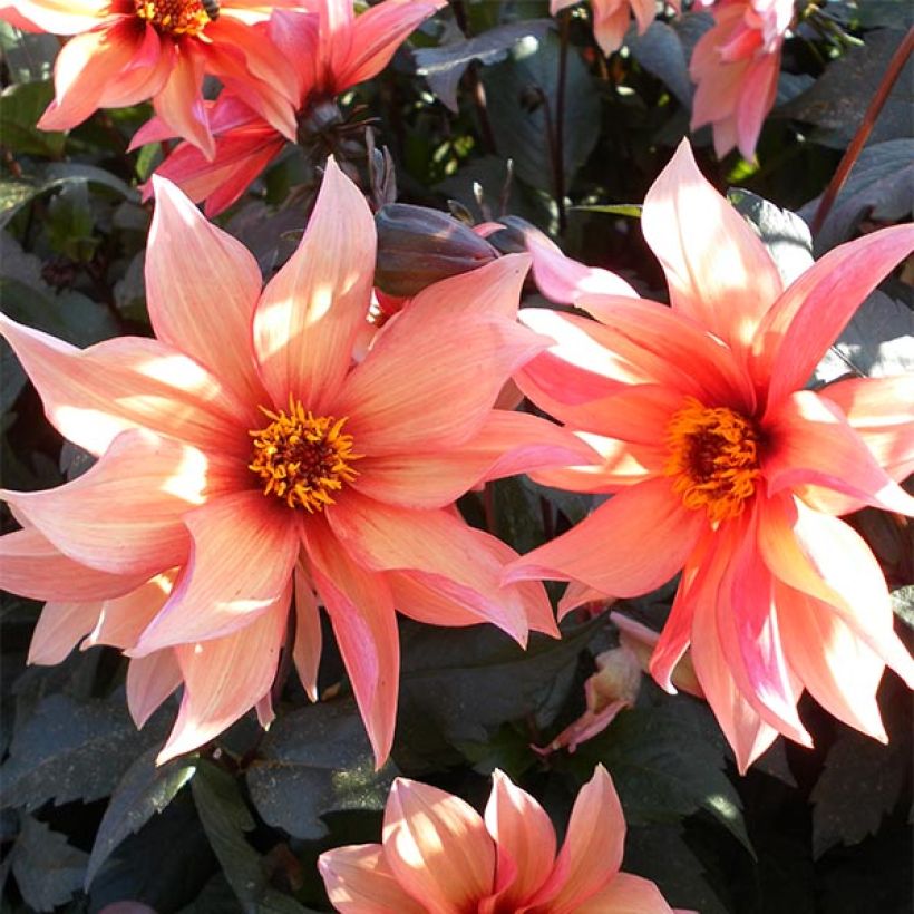 Dahlia Waltzing Mathilda (Flowering)