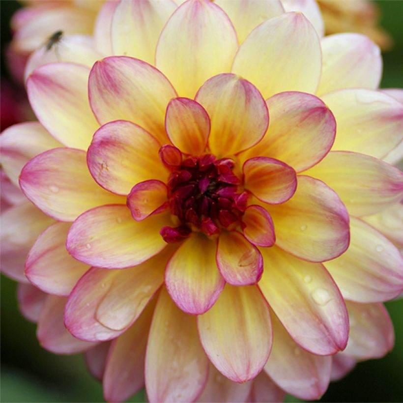 Dahlia Zingaro (Flowering)