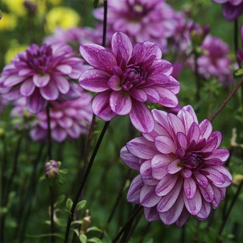 Dahlia Seduction (Flowering)