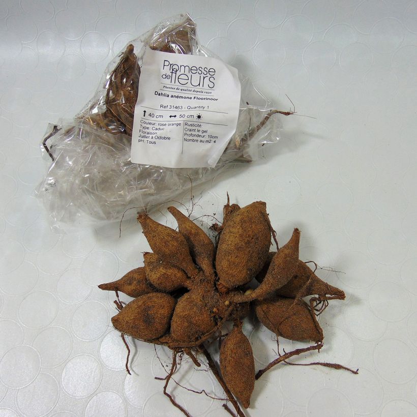 Example of Dahlia Floorinoor specimen as delivered