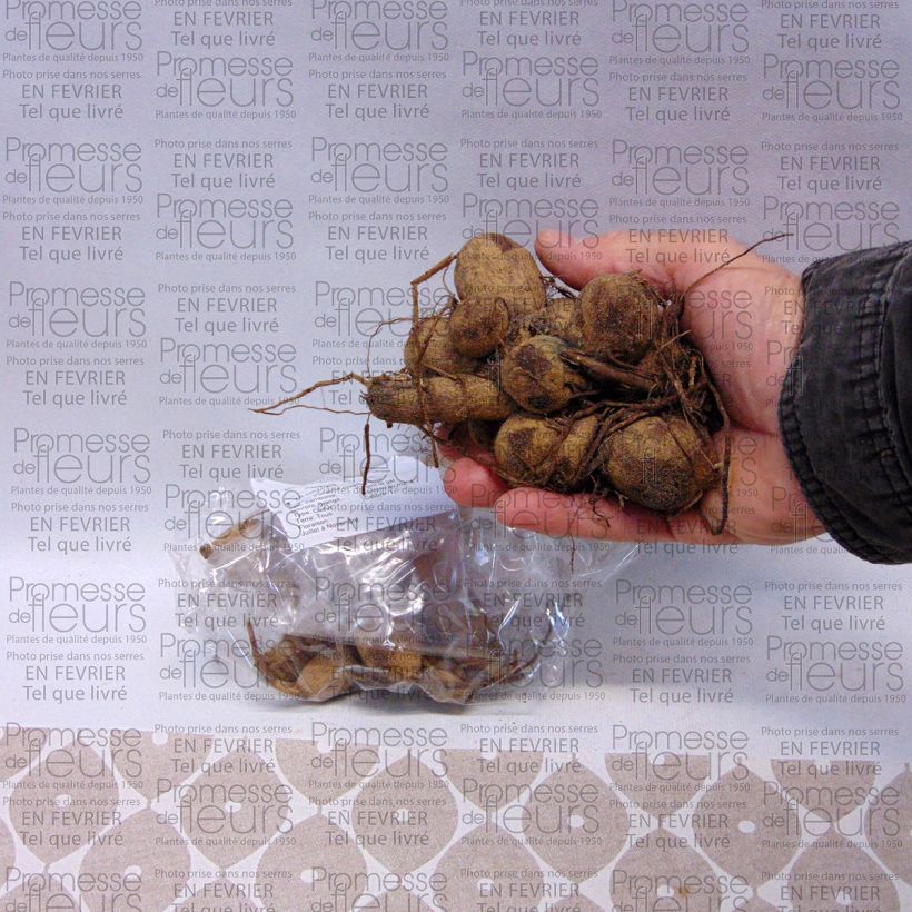 Example of Dahlia Garden Show Bulb size I specimen as delivered