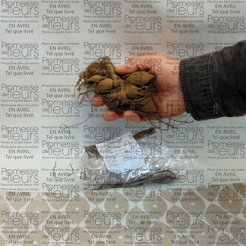 Example of Dahlia Polka Bulb size I specimen as delivered