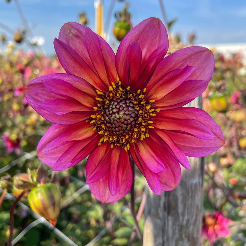 Dahlia Princess Nadine (Flowering)