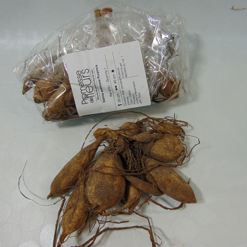 Example of Dahlia Purpinca Bulb size I specimen as delivered