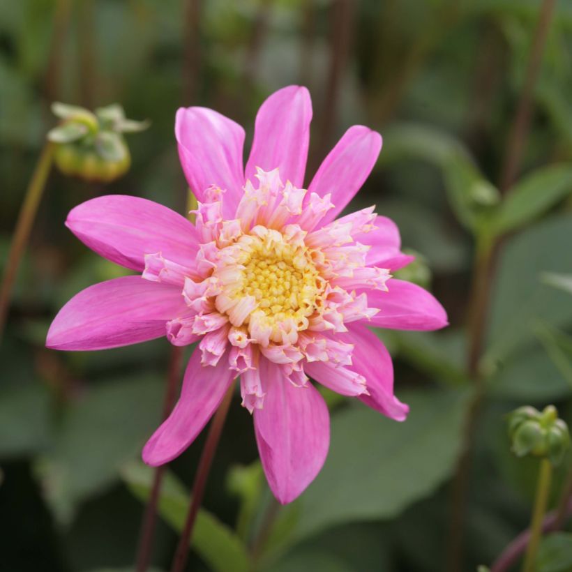 Dahlia Siemen Doorenbos (Flowering)