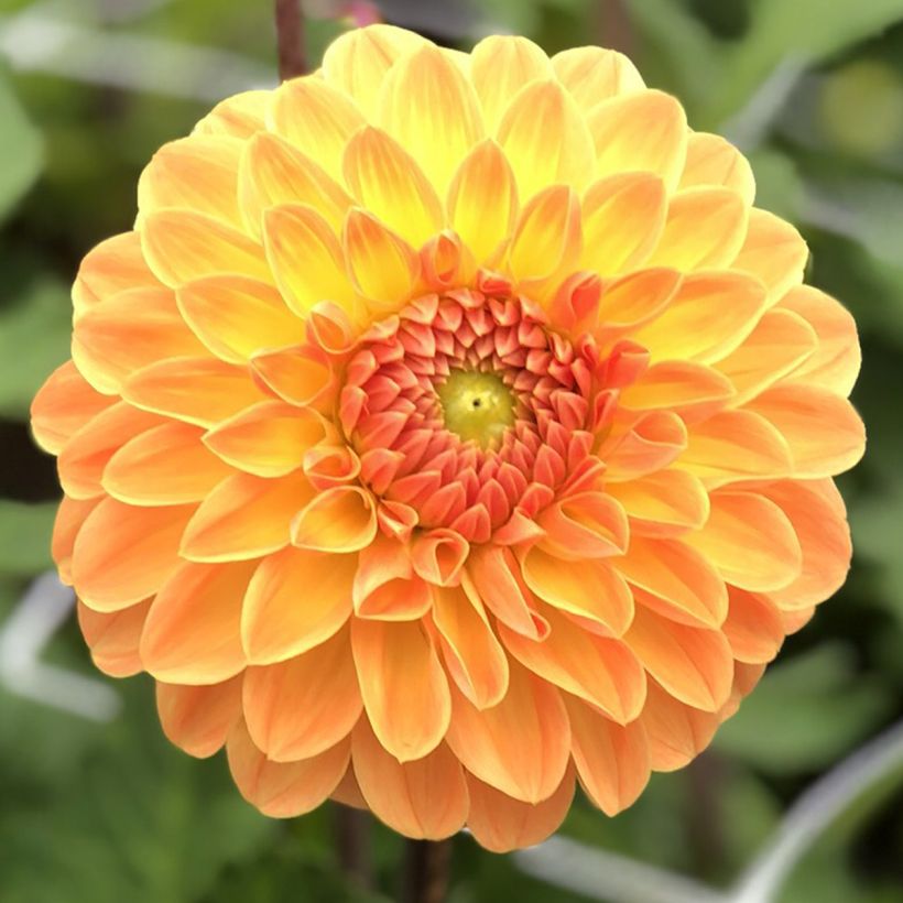 Dahlia Amber Crystal (Flowering)