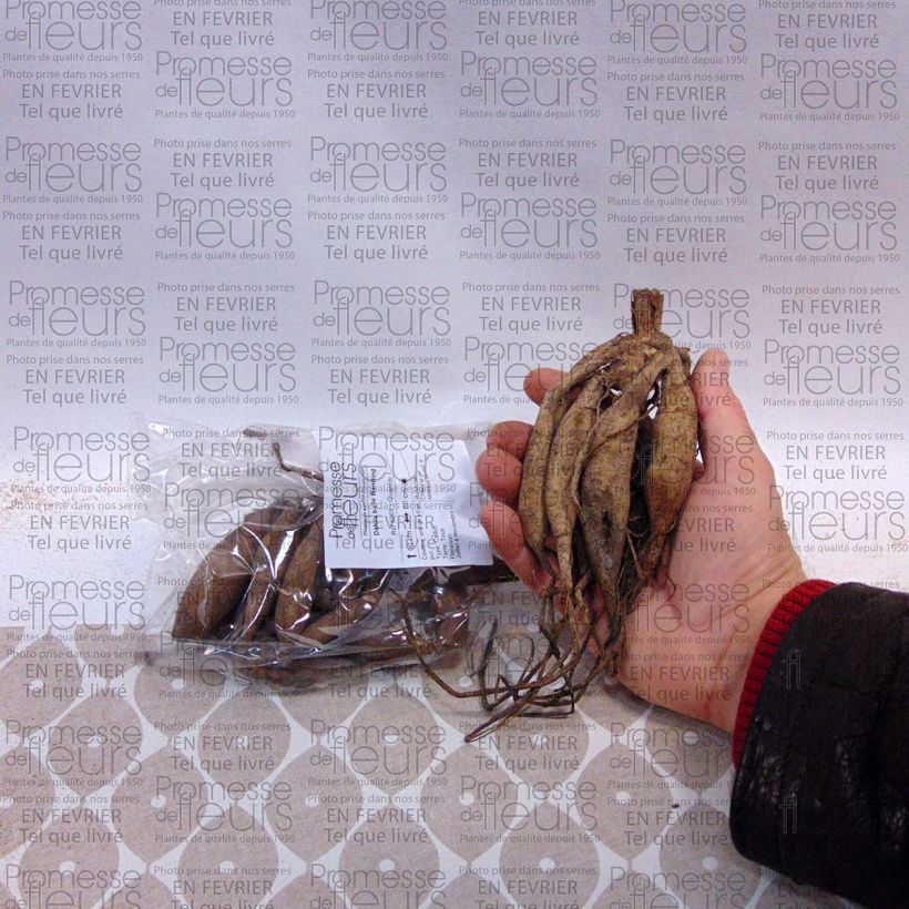 Example of Dahlia Bantling Bulb size I specimen as delivered