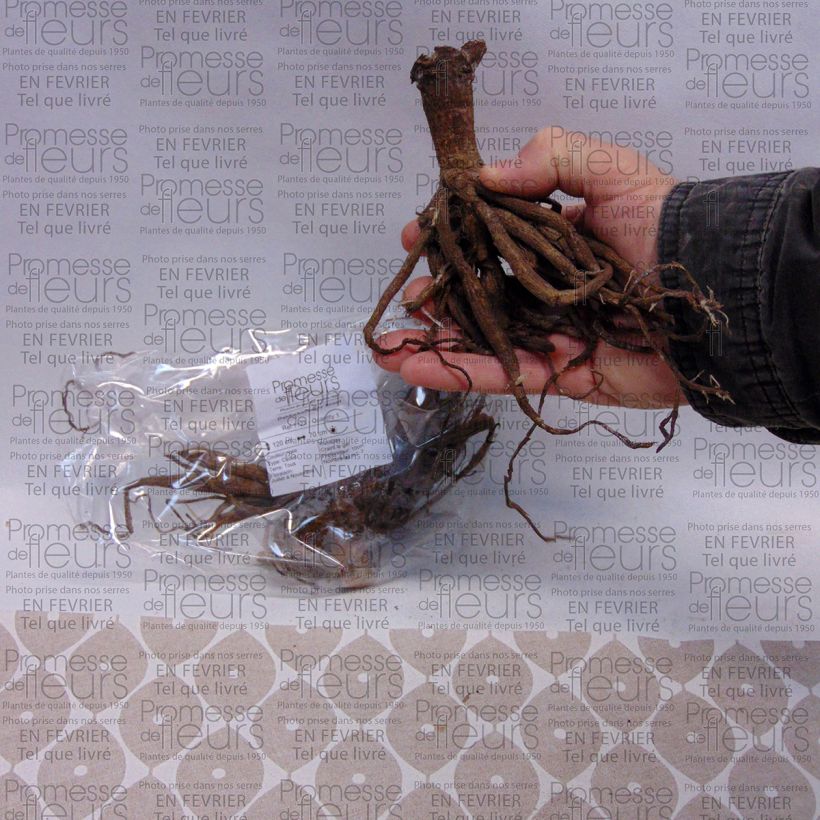 Example of Dahlia Boy Scout specimen as delivered