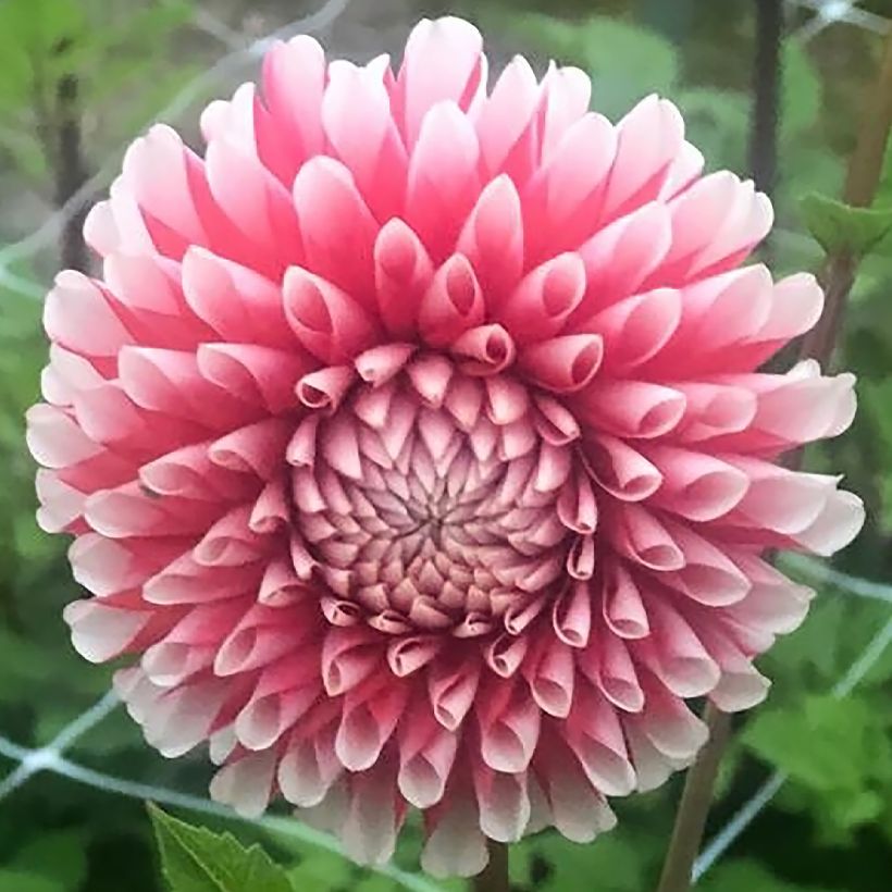 Dahlia Chimacum Luke (Flowering)