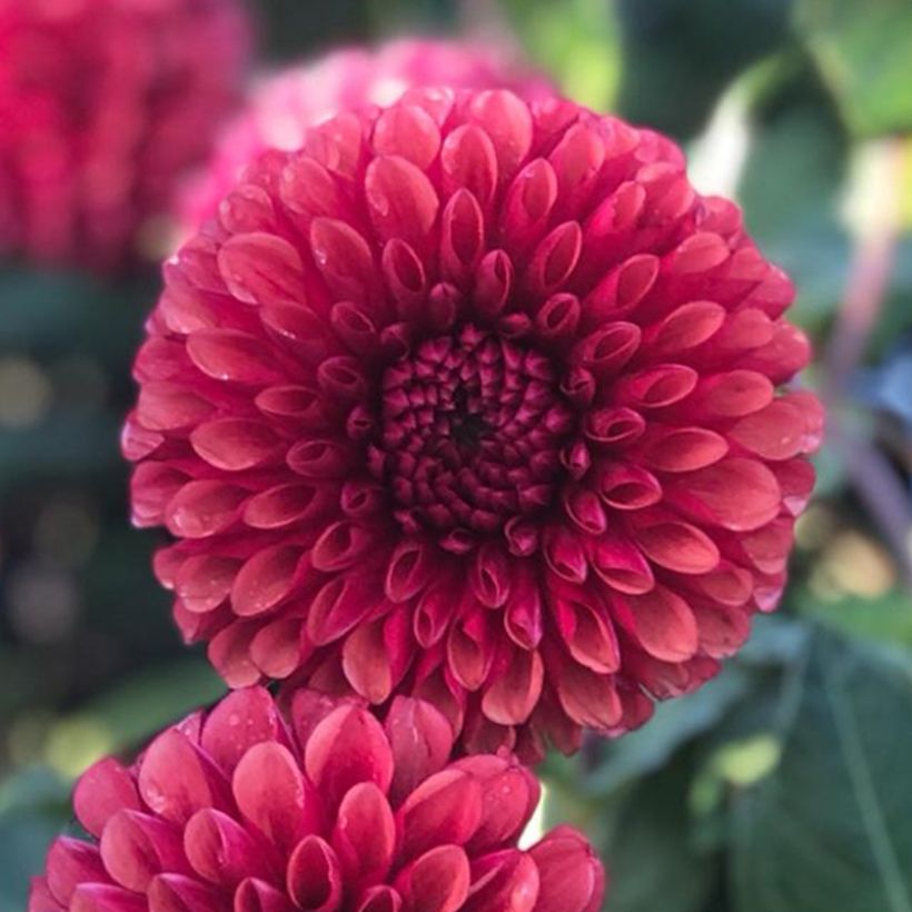 Dahlia Copper Boy (Flowering)