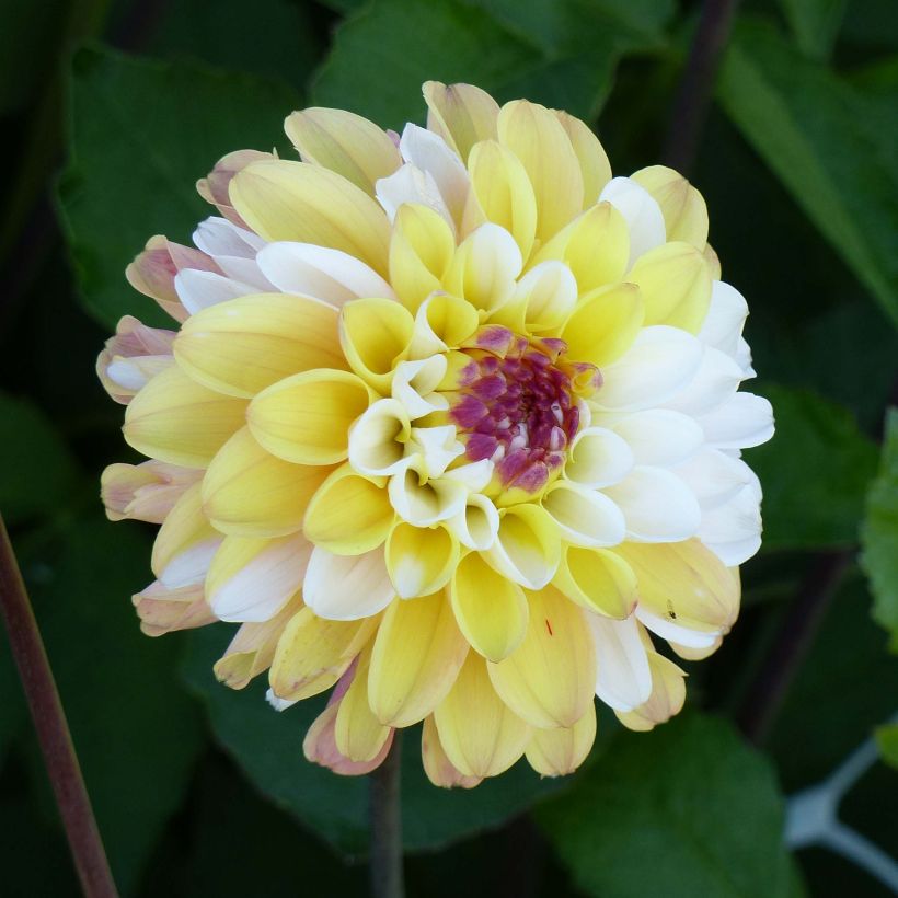 Dahlia Double Jill (Flowering)