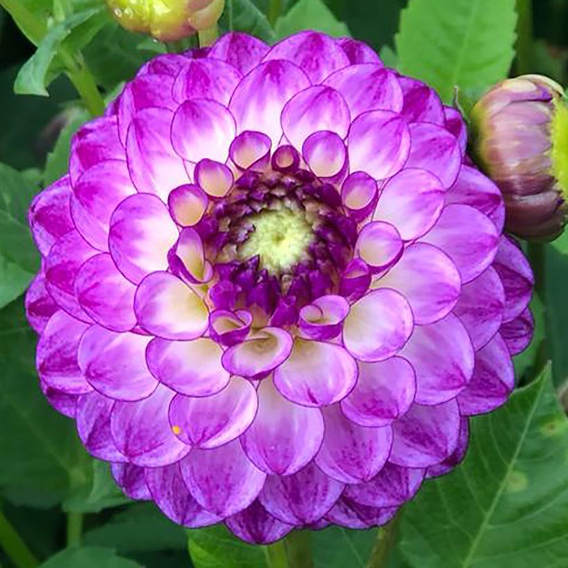 Dahlia Dreaming Maid (Flowering)