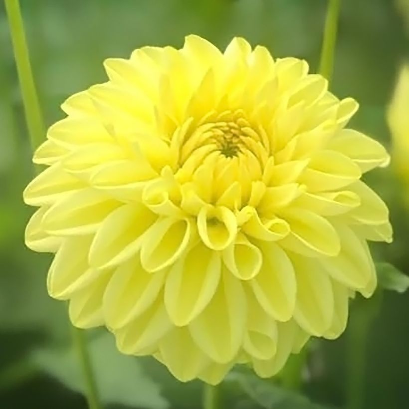 Dahlia Golden Eye (Flowering)