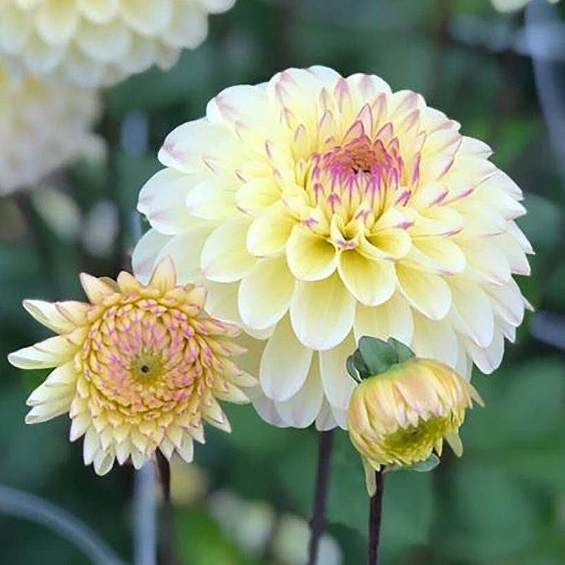 Dahlia Isas Favourite (Flowering)