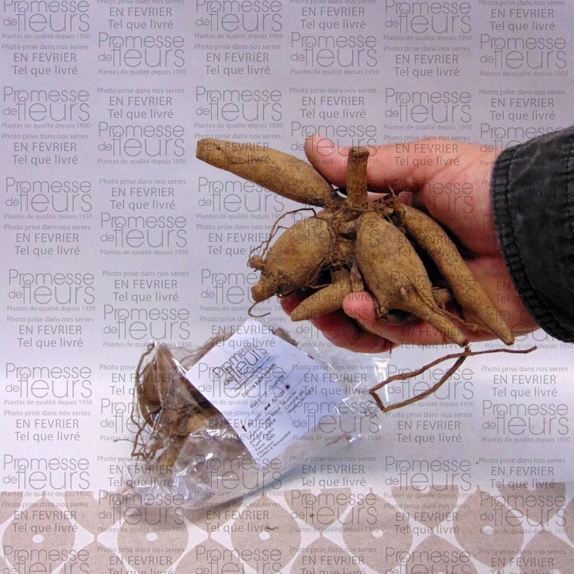Example of Dahlia Ivanetti Bulb size I specimen as delivered