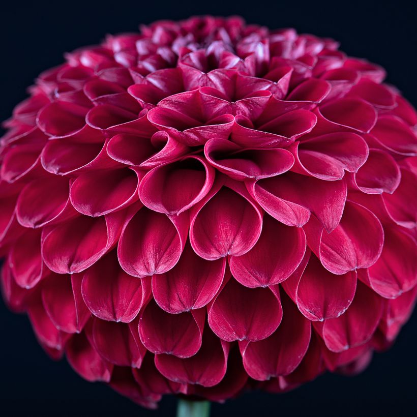 Dahlia Ivanetti (Flowering)