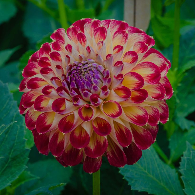 Dahlia Jowey Joshua (Flowering)