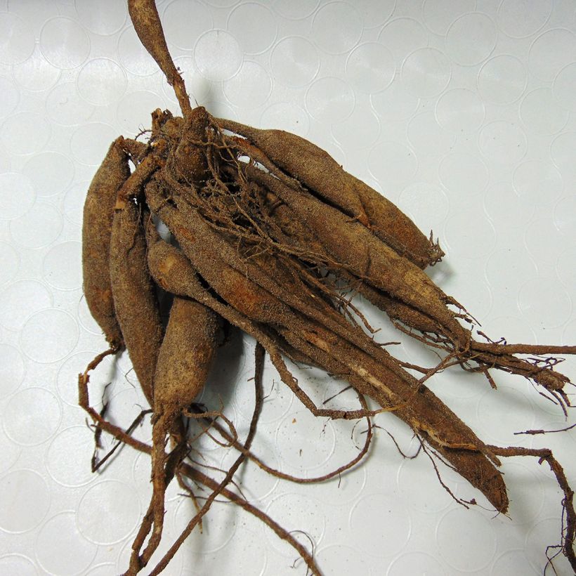 Example of Dahlia Jowey Linda specimen as delivered