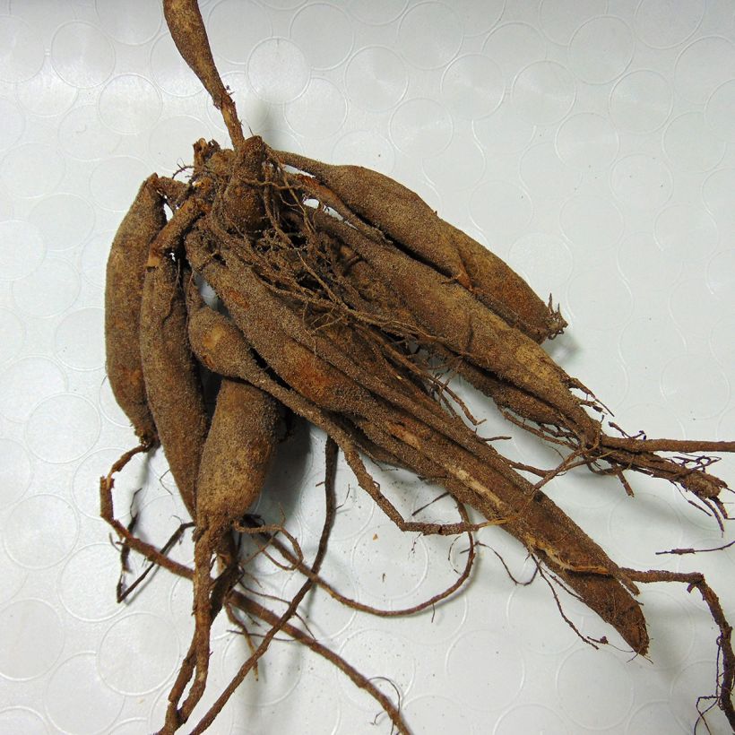 Example of Dahlia Jowey Linda Bulb size I specimen as delivered