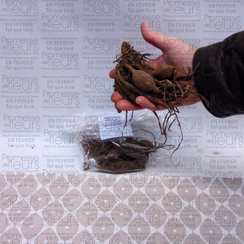 Example of Dahlia Jowey Winnie Bulb size I specimen as delivered