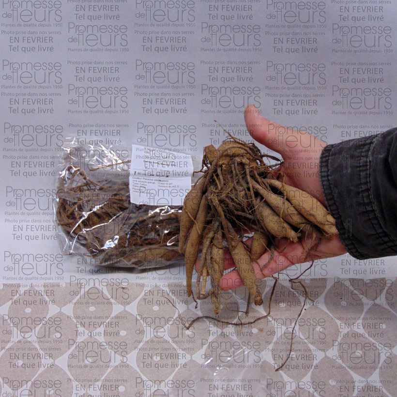 Example of Dahlia Marble Ball Bulb size I specimen as delivered