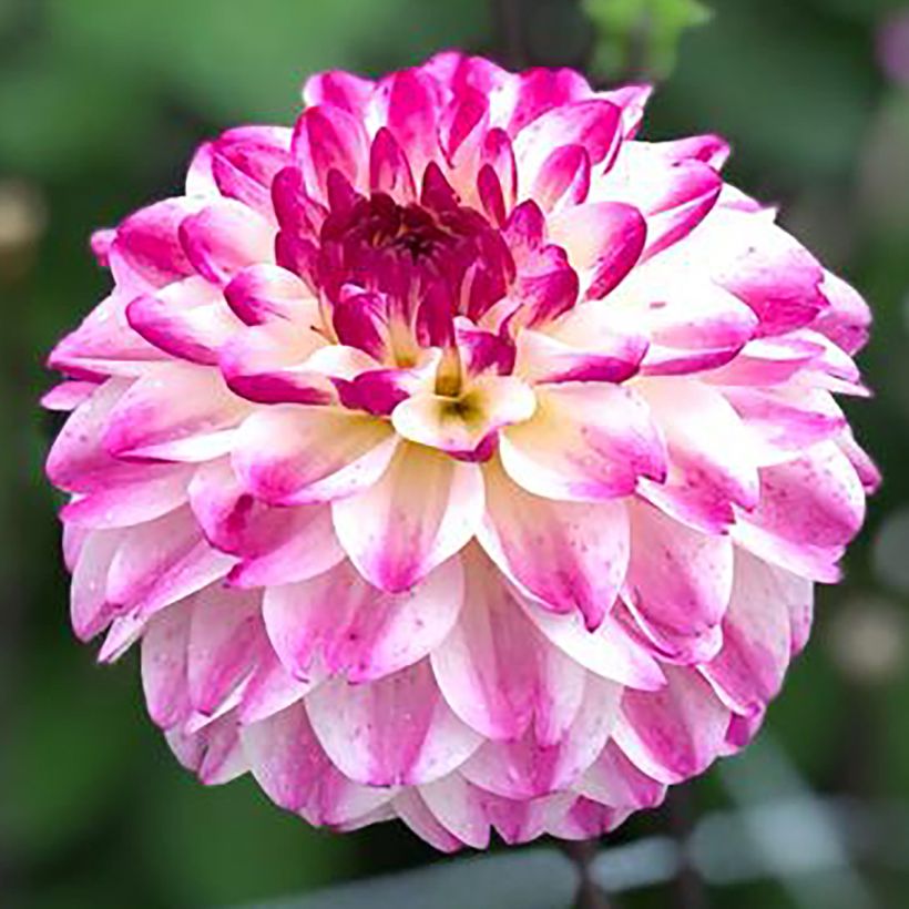 Dahlia Ninas Choice (Flowering)