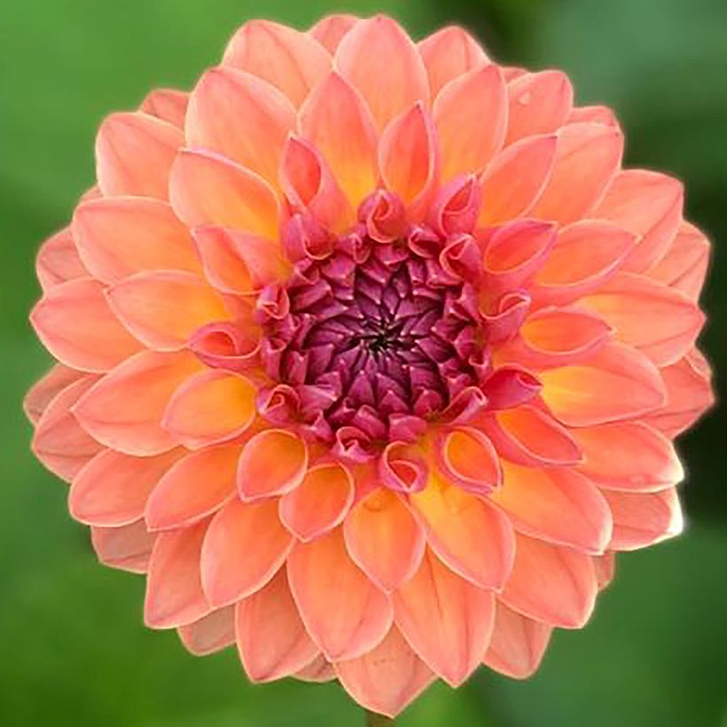 Dahlia Orange Breeze (Flowering)