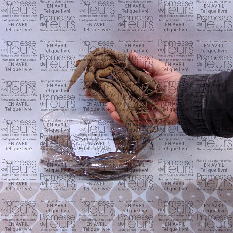 Example of Dahlia Peter Bulb size I specimen as delivered
