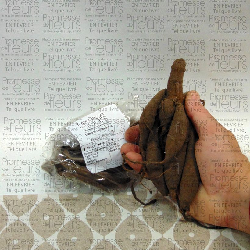 Example of Dahlia Pink Sylvia Bulb size I specimen as delivered