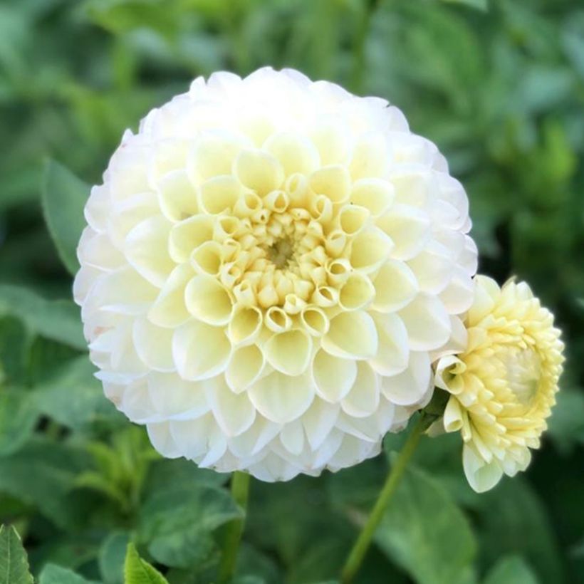 Dahlia Polventum Supreme (Flowering)