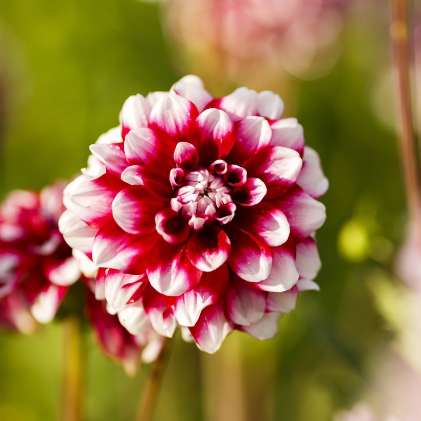 Dahlia Quinty (Flowering)