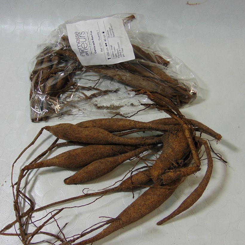 Example of Dahlia Red Fox Bulb size I specimen as delivered