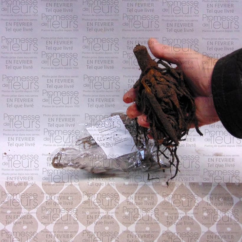 Example of Dahlia Snow Cap Bulb size I specimen as delivered