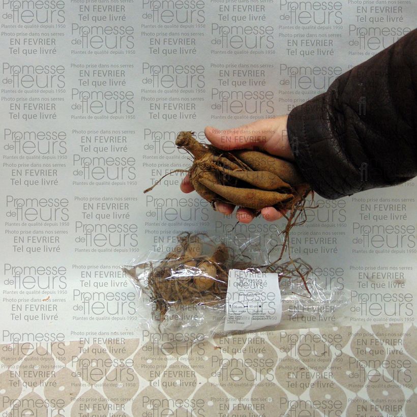 Example of Dahlia Sylvia Bulb size I specimen as delivered