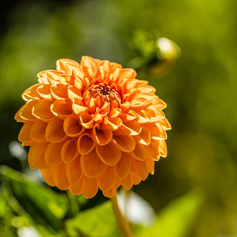 Dahlia Sylvia (Flowering)