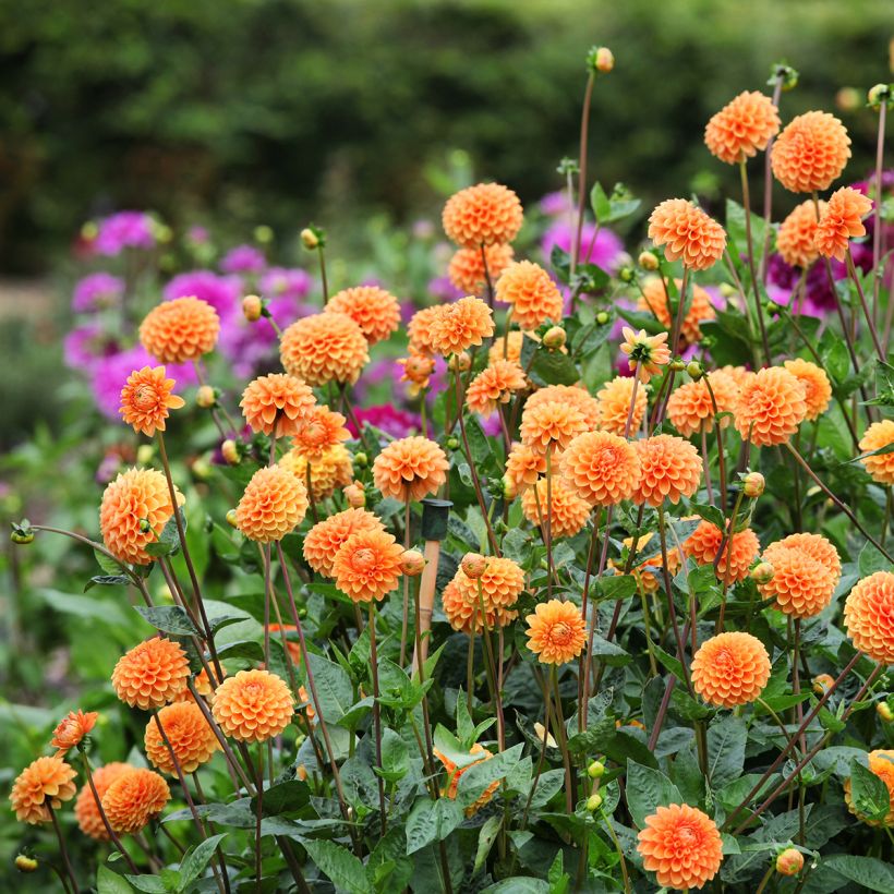 Dahlia Sylvia (Plant habit)