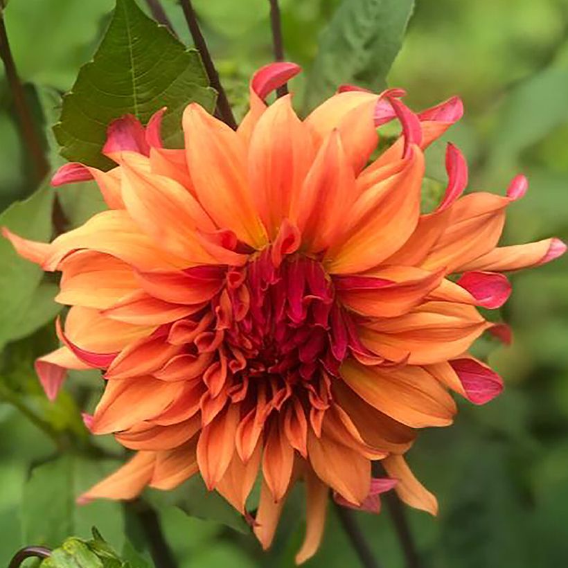 Dahlia Erpeler Ley (Flowering)