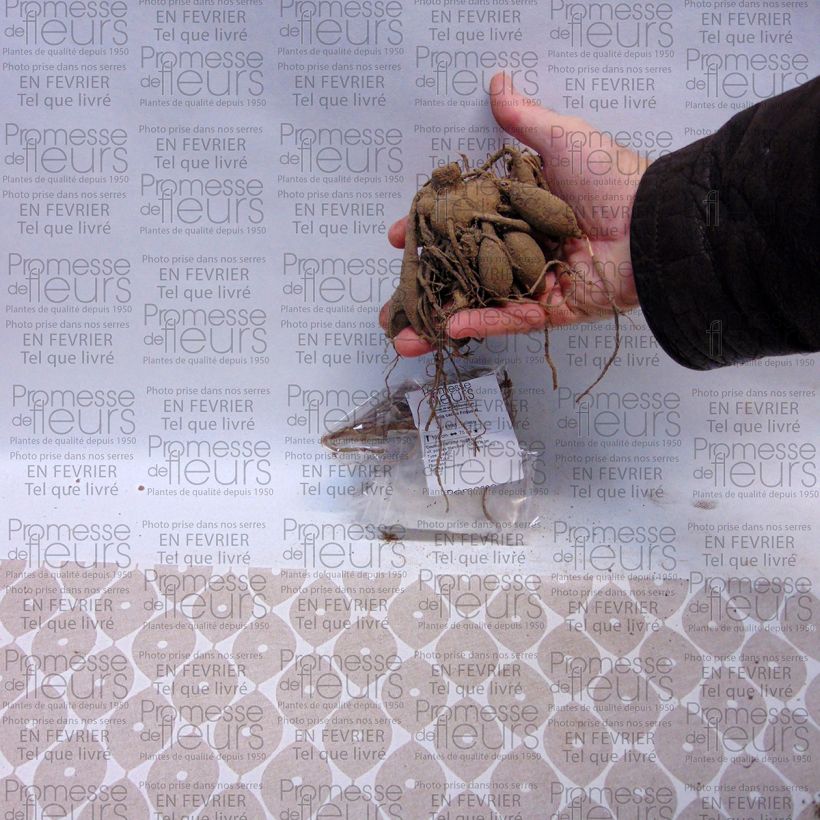 Example of Dahlia Friguolet Bulb size I specimen as delivered