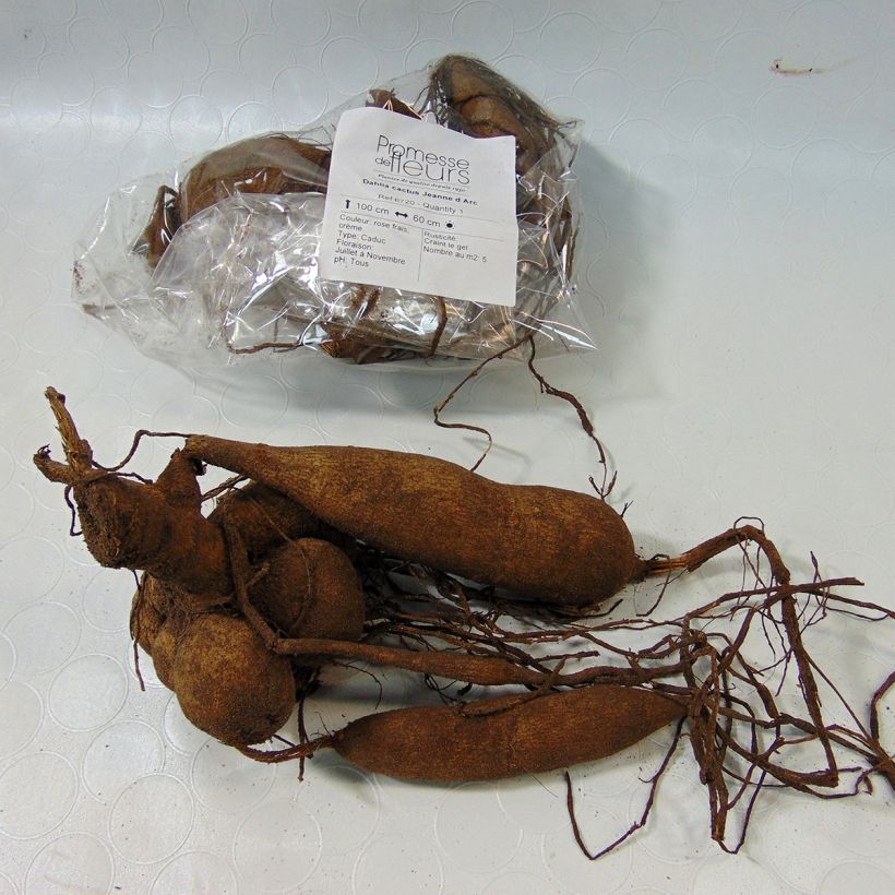 Example of Dahlia Jeanne d Arc Bulb specimen as delivered