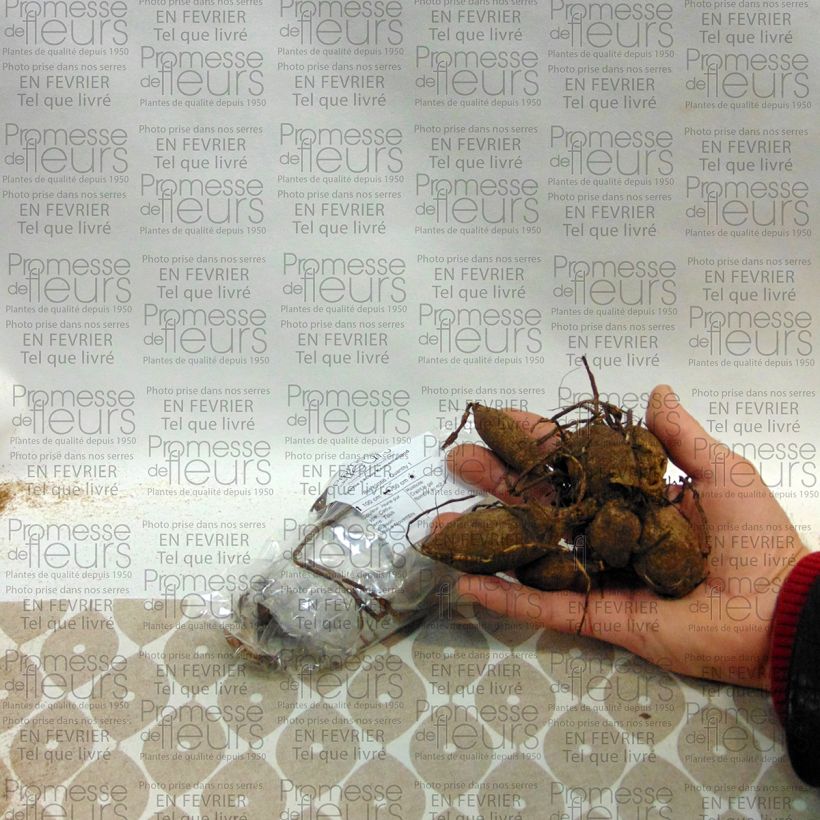 Example of Dahlia Kennemerland Bulb size I specimen as delivered