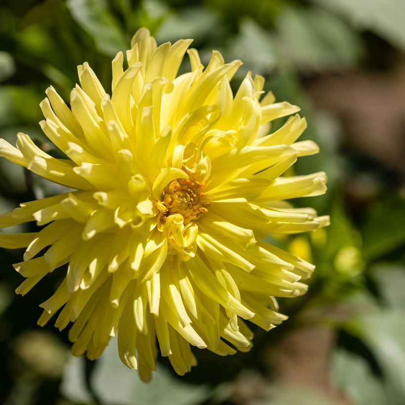 Dahlia Kennemerland (Flowering)