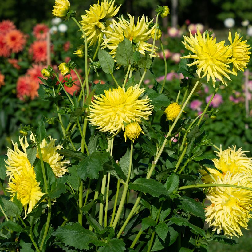 Dahlia Kennemerland (Plant habit)