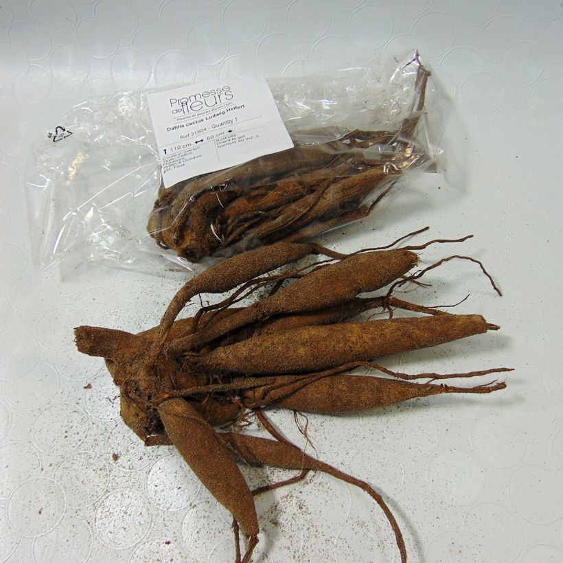 Example of Dahlia Ludwig Helfert specimen as delivered