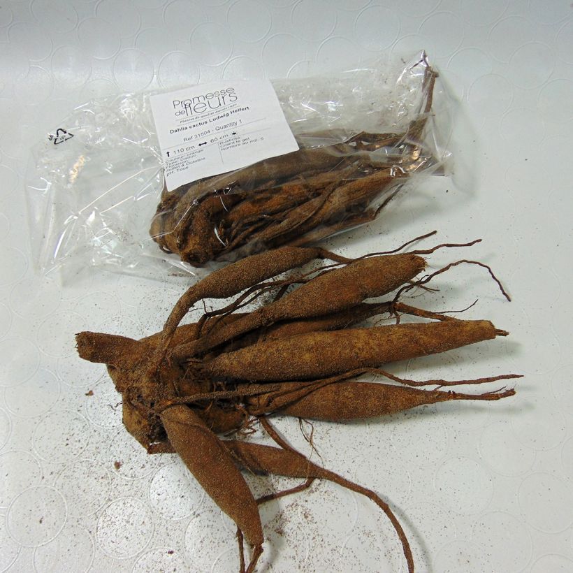 Example of Dahlia Ludwig Helfert Bulb size I specimen as delivered