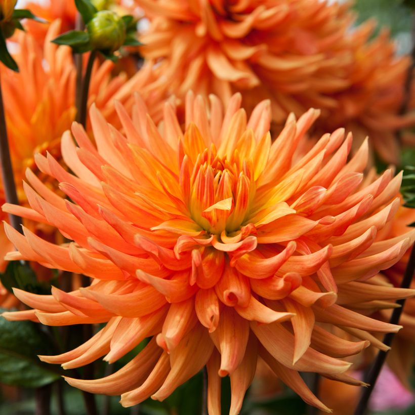 Dahlia Ludwig Helfert (Flowering)