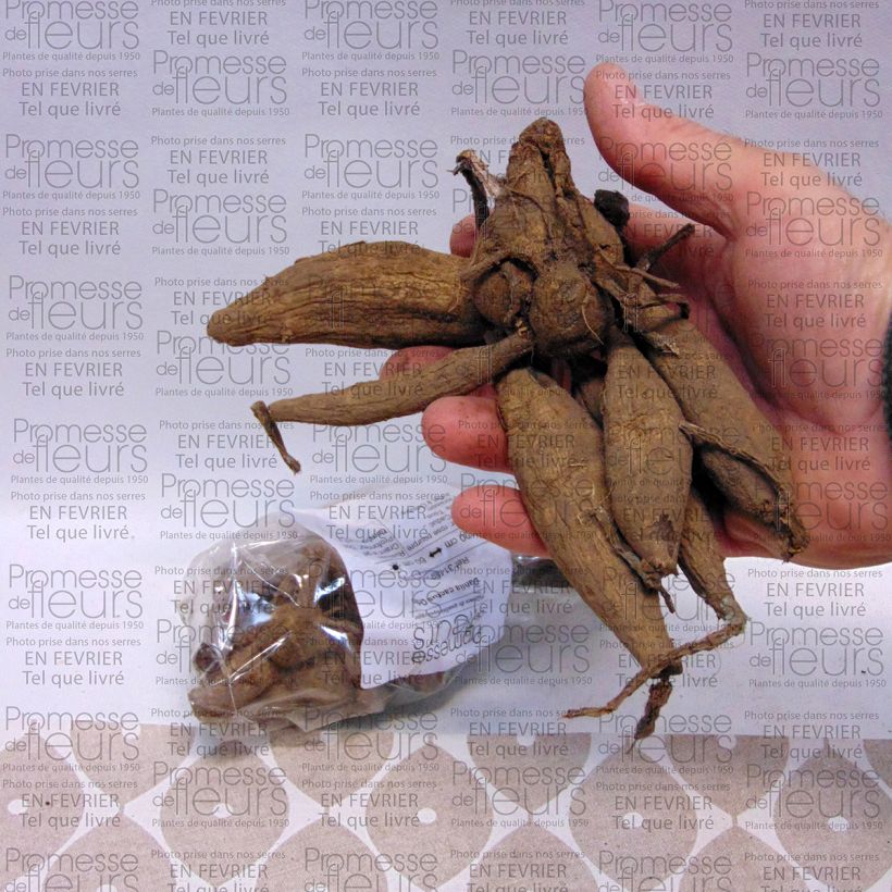 Example of Dahlia Orfeo Bulb size I specimen as delivered
