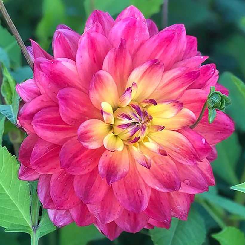 Dahlia Rainbow Silence (Flowering)