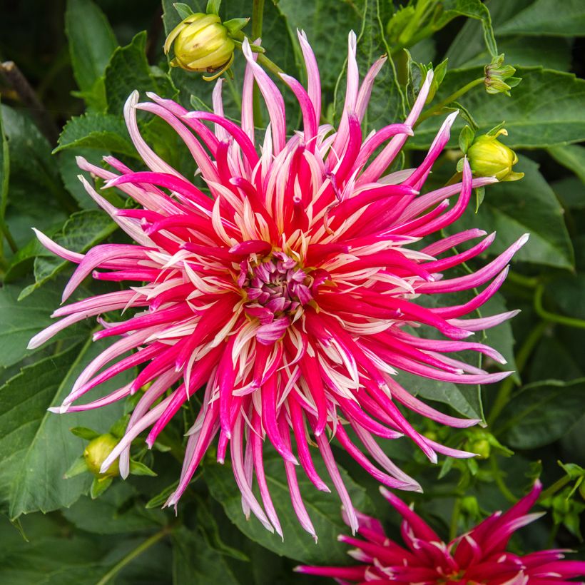 Dahlia Samourai (Flowering)